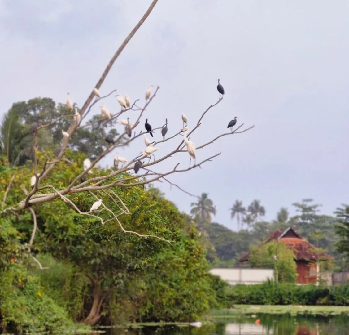 Gypsea Marari Bed & Breakfast Alappuzha